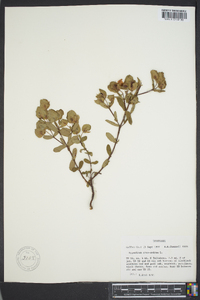 Hypericum crux-andreae image