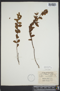 Hypericum crux-andreae image