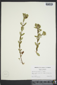 Hypericum crux-andreae image