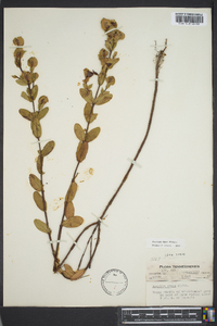 Hypericum crux-andreae image