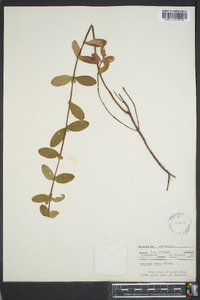 Hypericum crux-andreae image