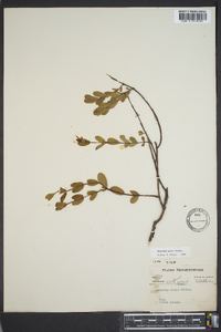 Hypericum crux-andreae image