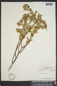 Hypericum crux-andreae image