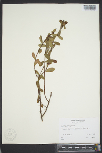 Hypericum crux-andreae image