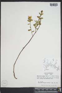 Hypericum crux-andreae image