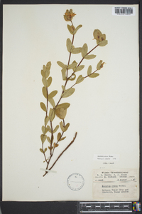 Hypericum crux-andreae image