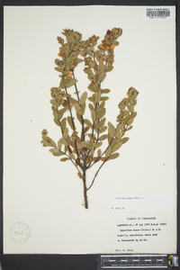 Hypericum crux-andreae image