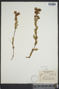 Hypericum crux-andreae image