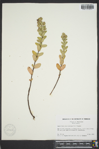 Hypericum crux-andreae image