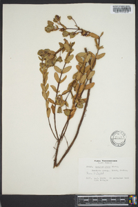 Hypericum crux-andreae image