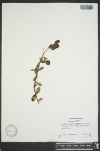 Hypericum crux-andreae image