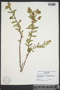 Hypericum crux-andreae image