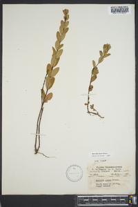 Hypericum crux-andreae image