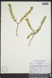 Hypericum crux-andreae image