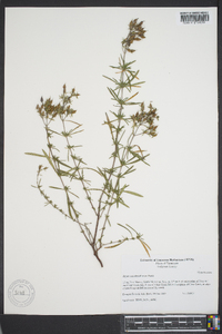 Hypericum densiflorum image