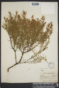 Hypericum densiflorum image