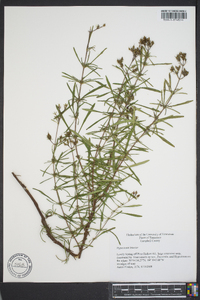 Hypericum densiflorum image