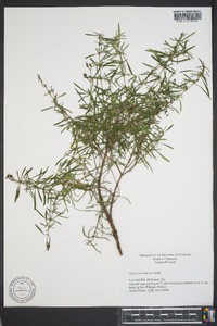 Hypericum densiflorum image