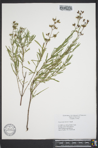 Hypericum densiflorum image