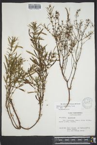 Hypericum densiflorum image