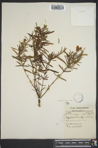 Hypericum densiflorum image