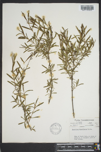 Hypericum densiflorum image