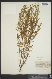 Hypericum densiflorum image