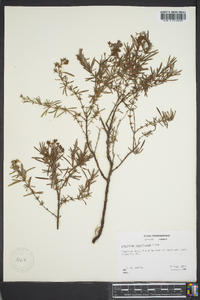 Hypericum densiflorum image