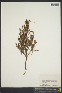 Hypericum densiflorum image