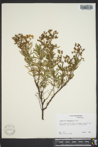 Hypericum densiflorum image