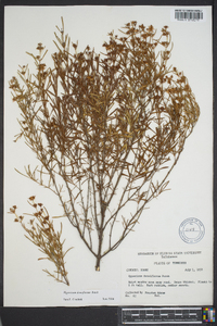 Hypericum densiflorum image