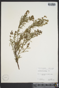 Hypericum densiflorum image