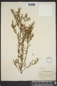 Hypericum densiflorum image