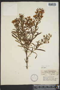 Hypericum densiflorum image