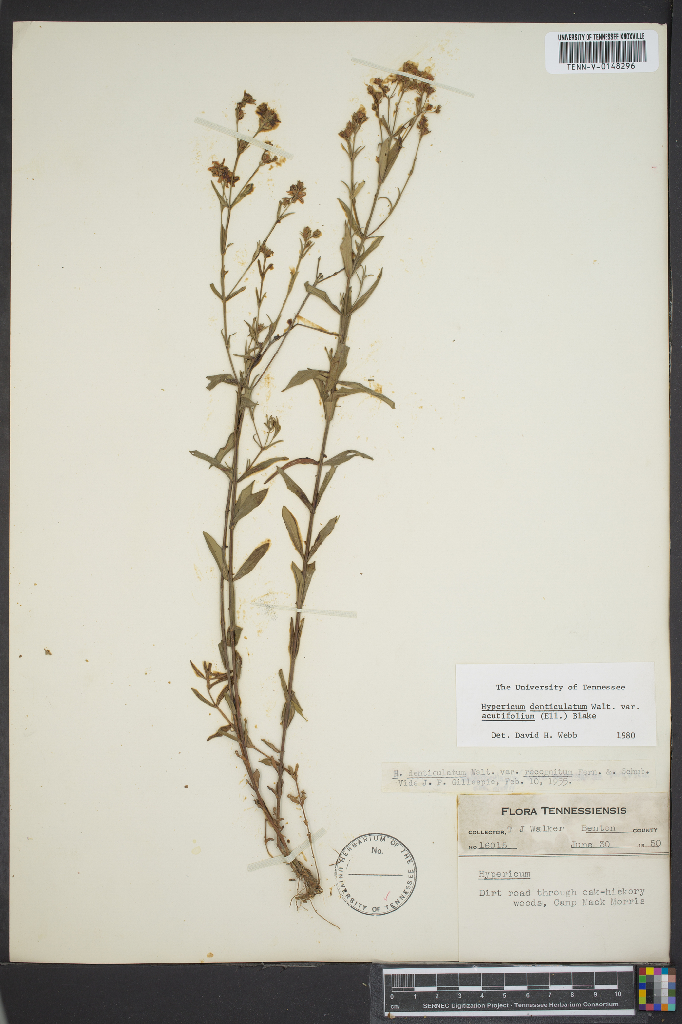 Hypericum densiflorum var. densiflorum image
