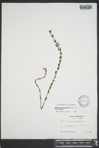 Hypericum denticulatum image
