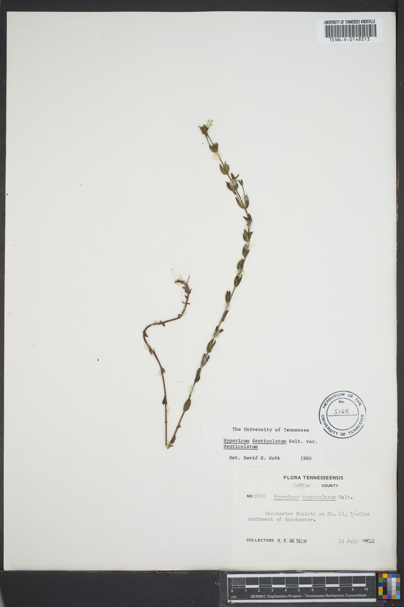 Hypericum denticulatum var. denticulatum image