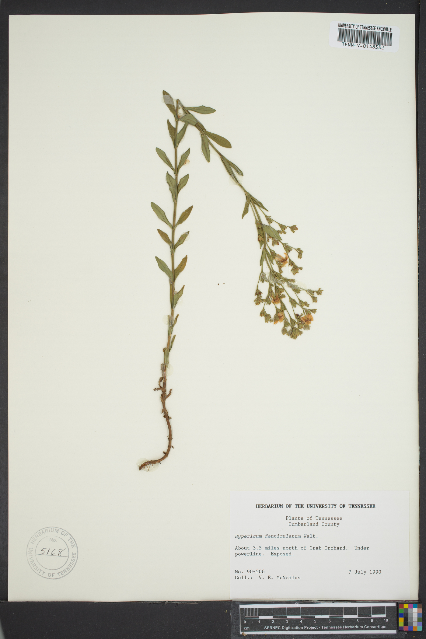 Hypericum denticulatum image