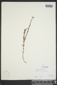 Hypericum perforatum image