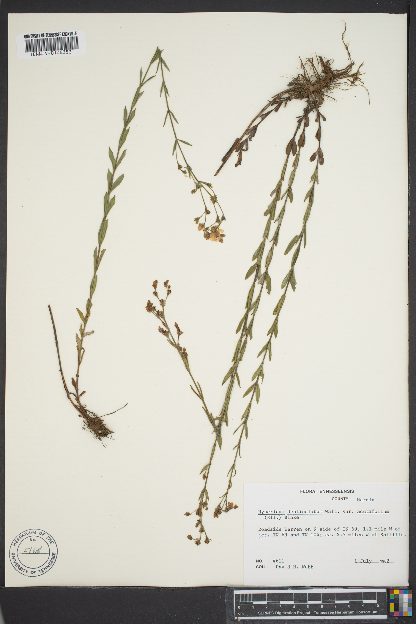 Hypericum denticulatum image