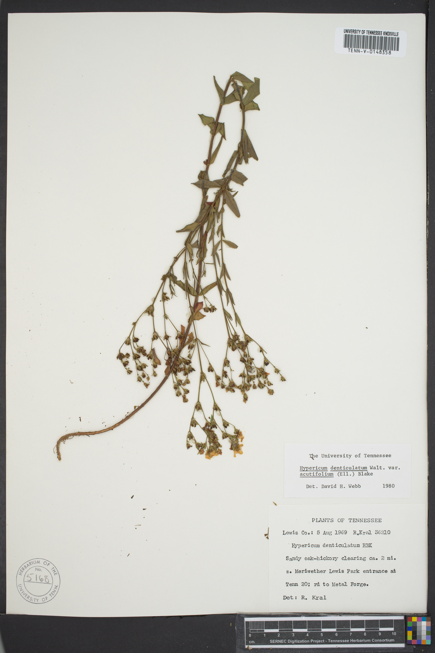 Hypericum denticulatum image