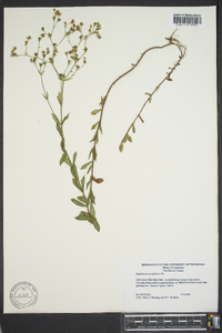 Hypericum acutifolium image