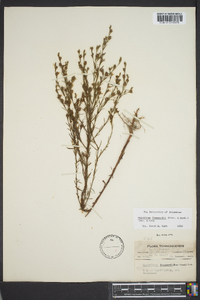 Hypericum drummondii image