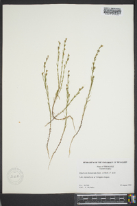 Hypericum drummondii image