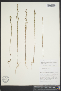 Hypericum drummondii image