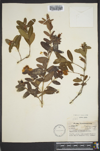 Hypericum frondosum image