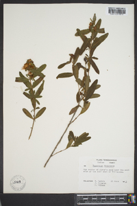 Hypericum frondosum image