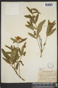 Hypericum frondosum image