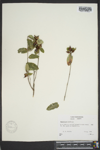 Hypericum frondosum image