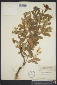 Hypericum frondosum image